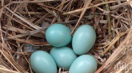 мексикански кокошки снасят сини яйца