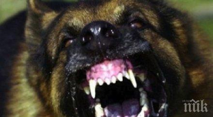 британци поискаха затвор любителите нелегални жестоки спортове животни