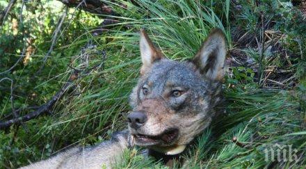 обсъждат национален план действие вълка българия