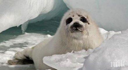 тюлени подлагат пингвини сексуален тормоз