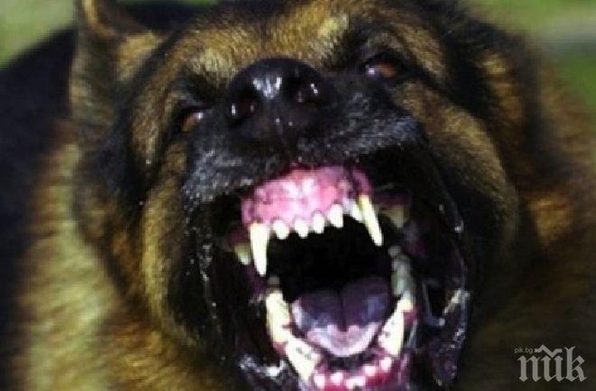 Британци поискаха затвор за любителите на нелегални жестоки спортове с животни