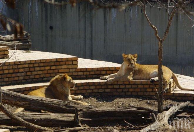 Започва ремонтът на зоопарка в Пловдив