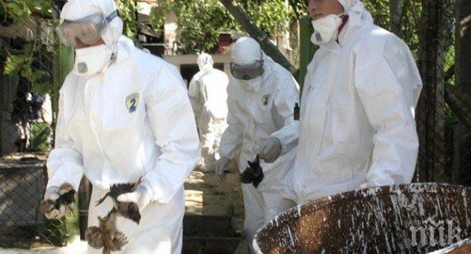 Холандия настръхна заради опасен щам на птичия грип 