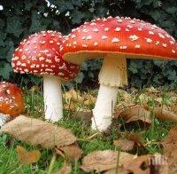 Младеж се натрови с гъби, борят се за живота му