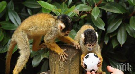 ожениха маймунки индия