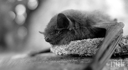 небето 000 мъртви прилепи изсипаха главите ужасени австралийци