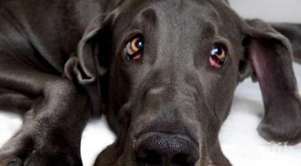 куче стана кмет сан франциско