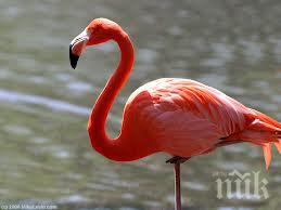 рекорден брой розови фламинги наблюдава бургас