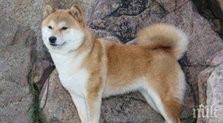 ужасяваща история хомоизнасилване завърши труп куче нахранено полов орган