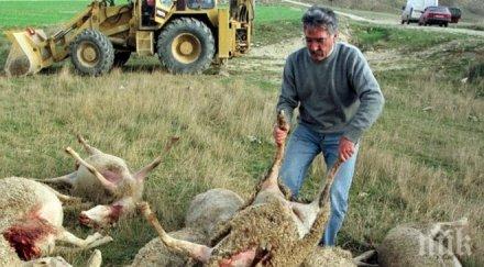 изплатиха обезщетенията умрели животни син език видинско