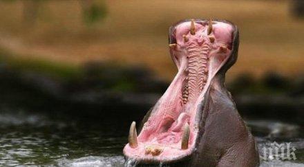 ужас дечица загинаха нигер хипопотам нападна лодката