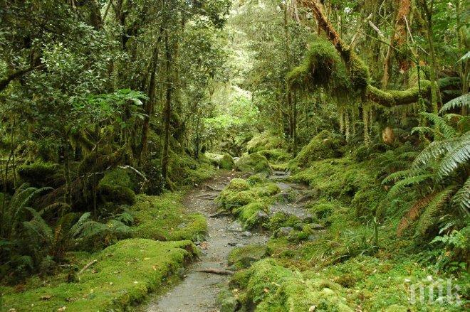 Старица се изгуби в гората край кърджалийското село Рани лист