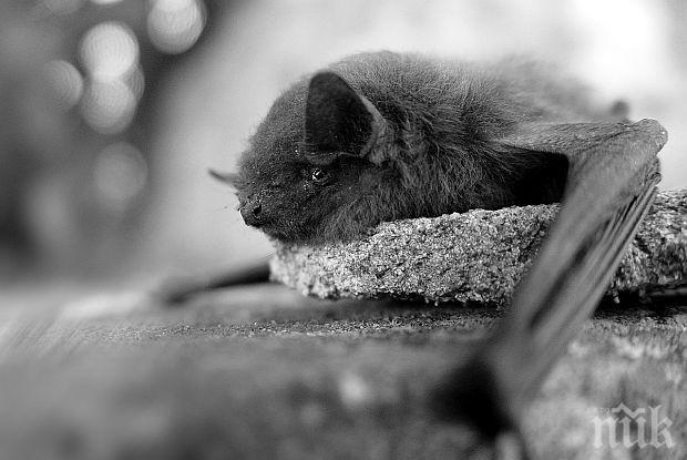 Виена чипира прилепи - ето защо