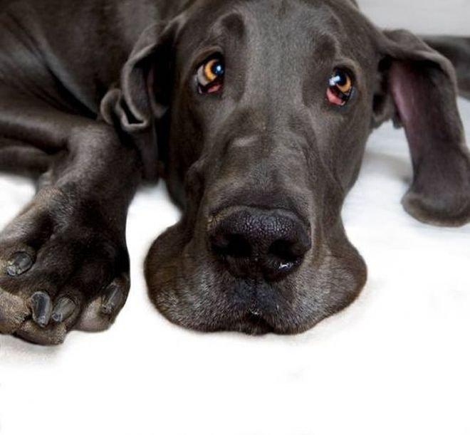 Куче стана кмет на Сан Франциско