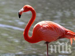 Рекорден брой на розови фламинги се наблюдава край Бургас