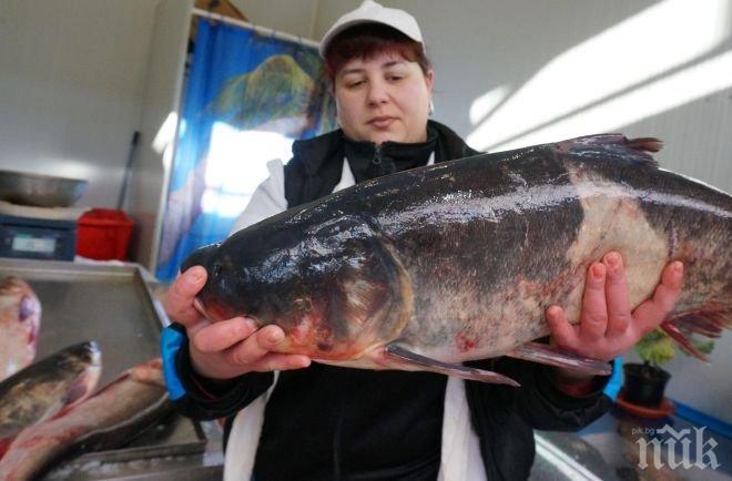 Инспектори тръгват на лов за стара риба
