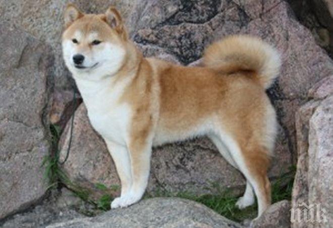 Ужасяваща история! Хомоизнасилване завърши с труп и куче, нахранено с полов орган