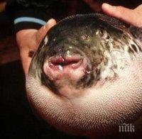 ШОК и УЖАС! Силно отровна японска риба-чудовище се появи в Черно море. Българските рибари в паника!