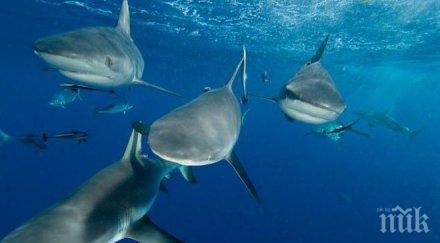 акулите помагат учените предвиждат тропически бури