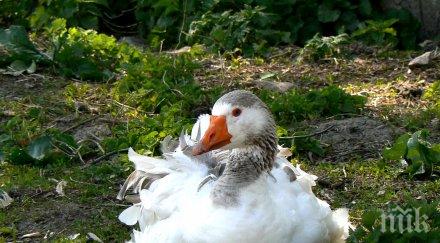 убиват близо 8000 патици холандия поради опасения птичи грип