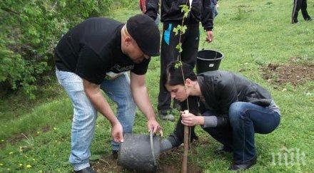 засадиха повече 3000 дръвчета ямбол