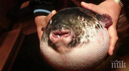 шок ужас силно отровна японска риба чудовище появи черно море българските рибари паника