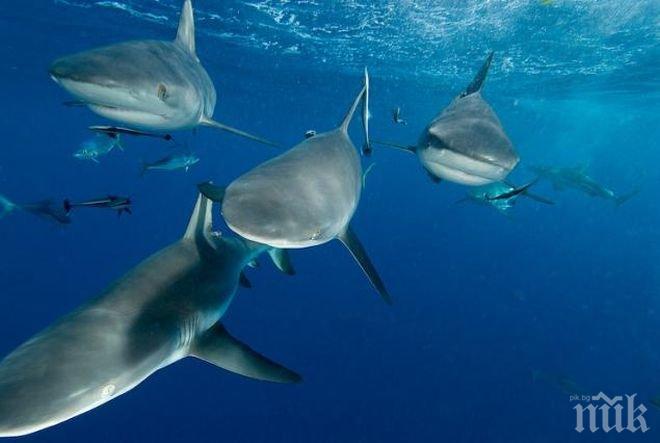 Акулите ще помагат на учените да предвиждат тропически бури