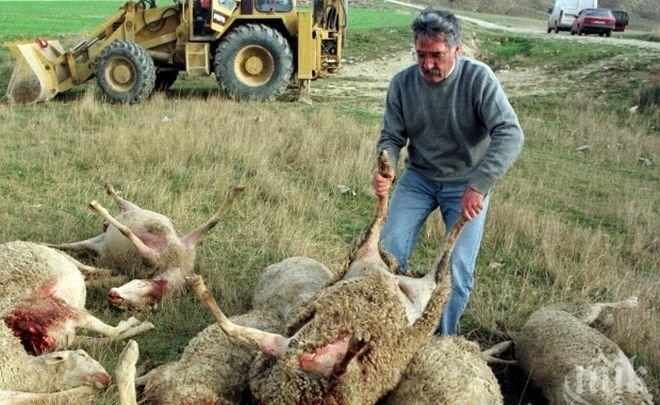 35 животновъди в Благоевградско са получили обезщетения заради син език