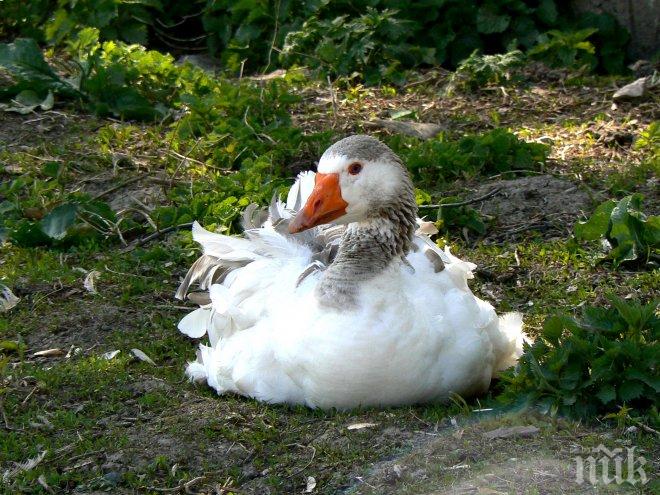 Убиват близо 8000 патици в Холандия поради опасения за птичи грип