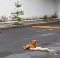 Куче с разбито сърце се опитва да спаси ранен приятел (видео)