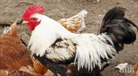 шумни петли 3000 долара глоба