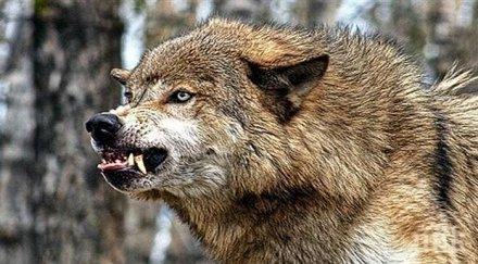 вълци нападат добитъка петричко