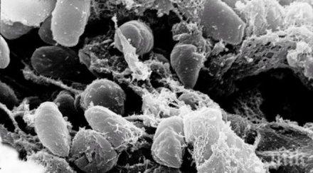 мадагаскар опитва овладее епидемията чума страната