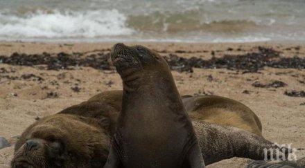 властите перу разследват смъртта 500 морски лъва