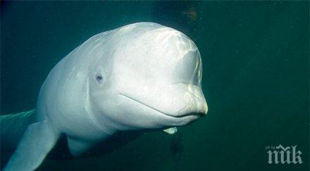 рибари уловиха бял делфин япония