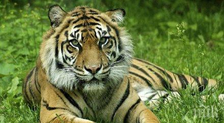 подозират убийството кози тигъра путин