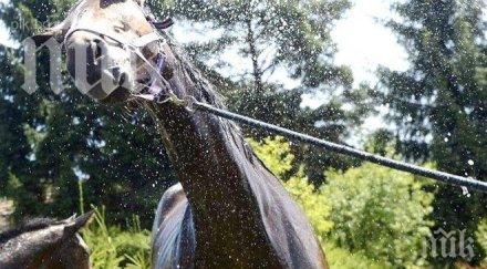ужас сандански побеснял кон счупи черепа годишно момче
