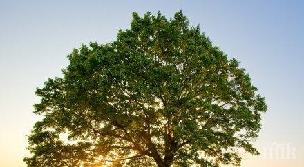 есенната сеитба видинско закъснява