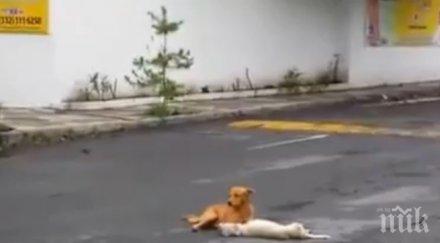 куче разбито сърце опитва спаси ранен приятел видео