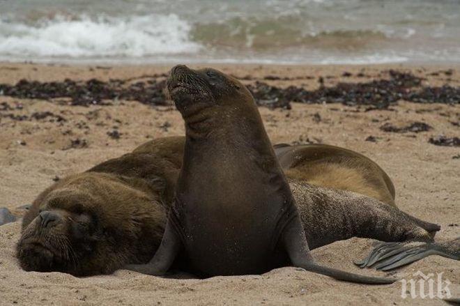 Властите в Перу разследват смъртта на 500 морски лъва