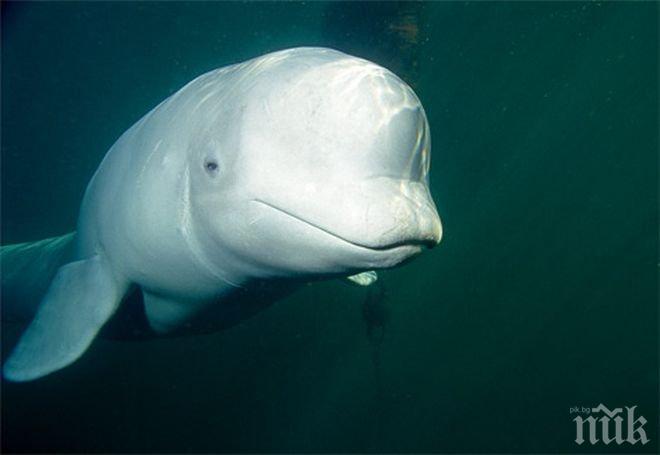 Рибари уловиха бял делфин в Япония