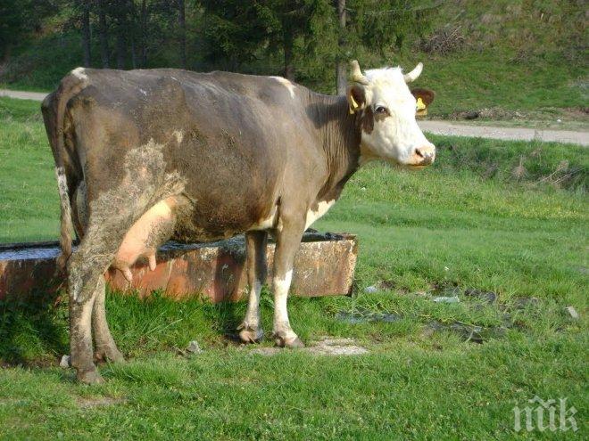 Кравар от кърджалийско - най-големият жалбоподател в държавата