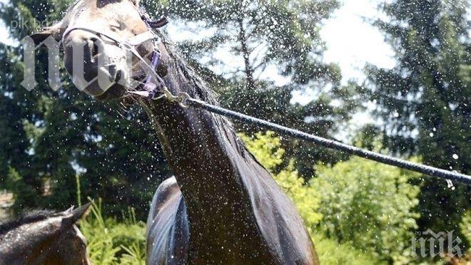 Ужас край Сандански! Побеснял кон счупи черепа на 13-годишно момче!