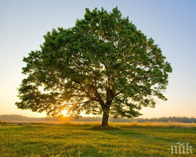 Есенната сеитба във Видинско закъснява
