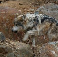 НАПАСТ: Глутници вълци тръшкат телета и овце в Странджа