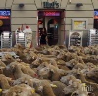 Фермери взеха овцете си на протест в Париж