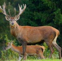 зверство бракониери застреляха благородни елена севлиево