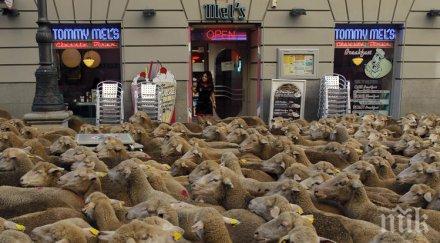 фермери взеха овцете протест париж