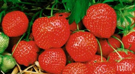 испания търси 350 българки бране ягоди заплатата евро ден