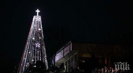 палят коледнаха елха софия декември